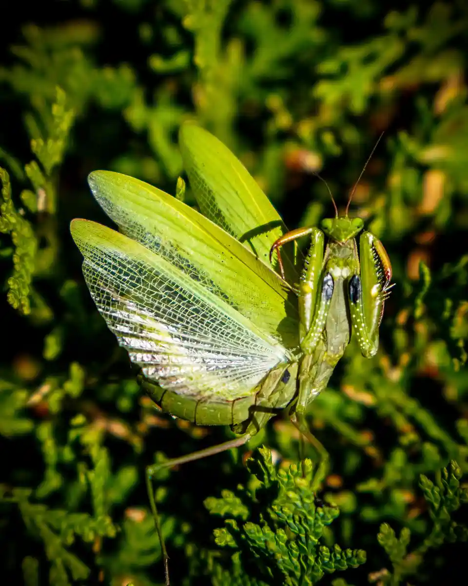 A close-up photograph of a green praying mantis perched on foliage, its large, translucent wings spread wide, revealing…