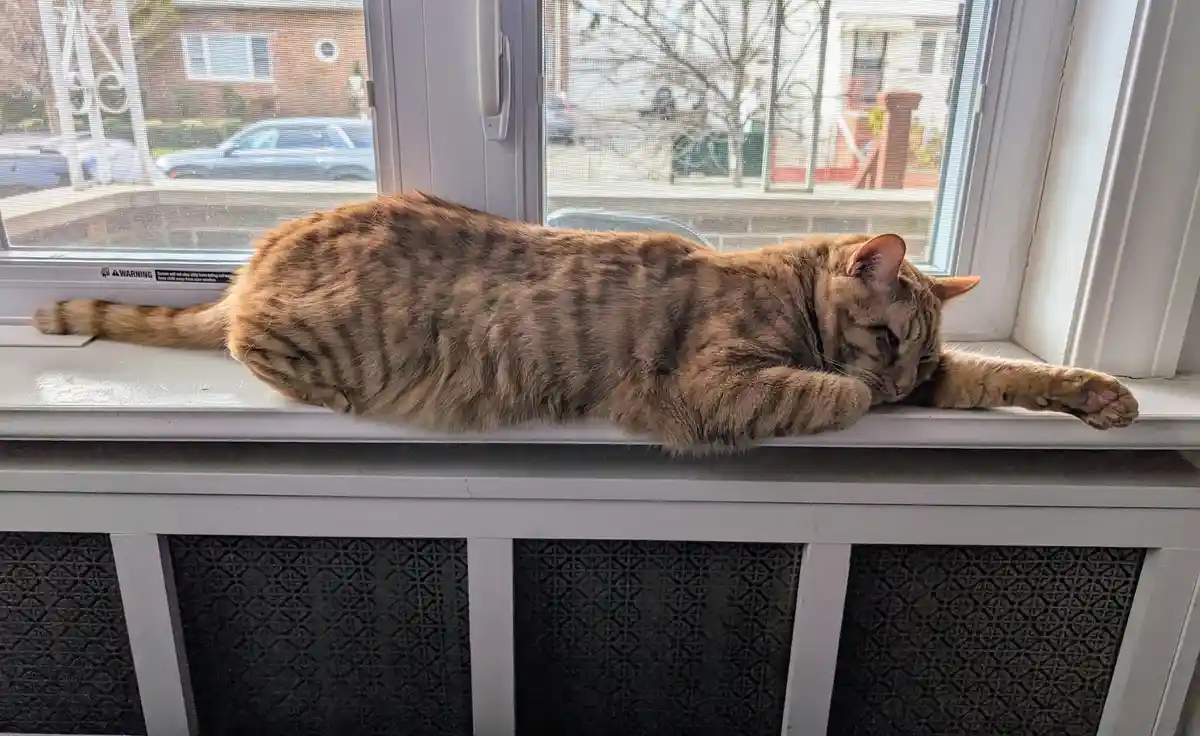 A tabby cat is stretched out and sleeping on a white windowsill, with one paw extended. Through the screen window, a…