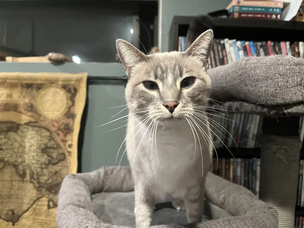A gray cat with white whiskers and a serious expression stands upright in a gray cat bed, looking directly at the camera…