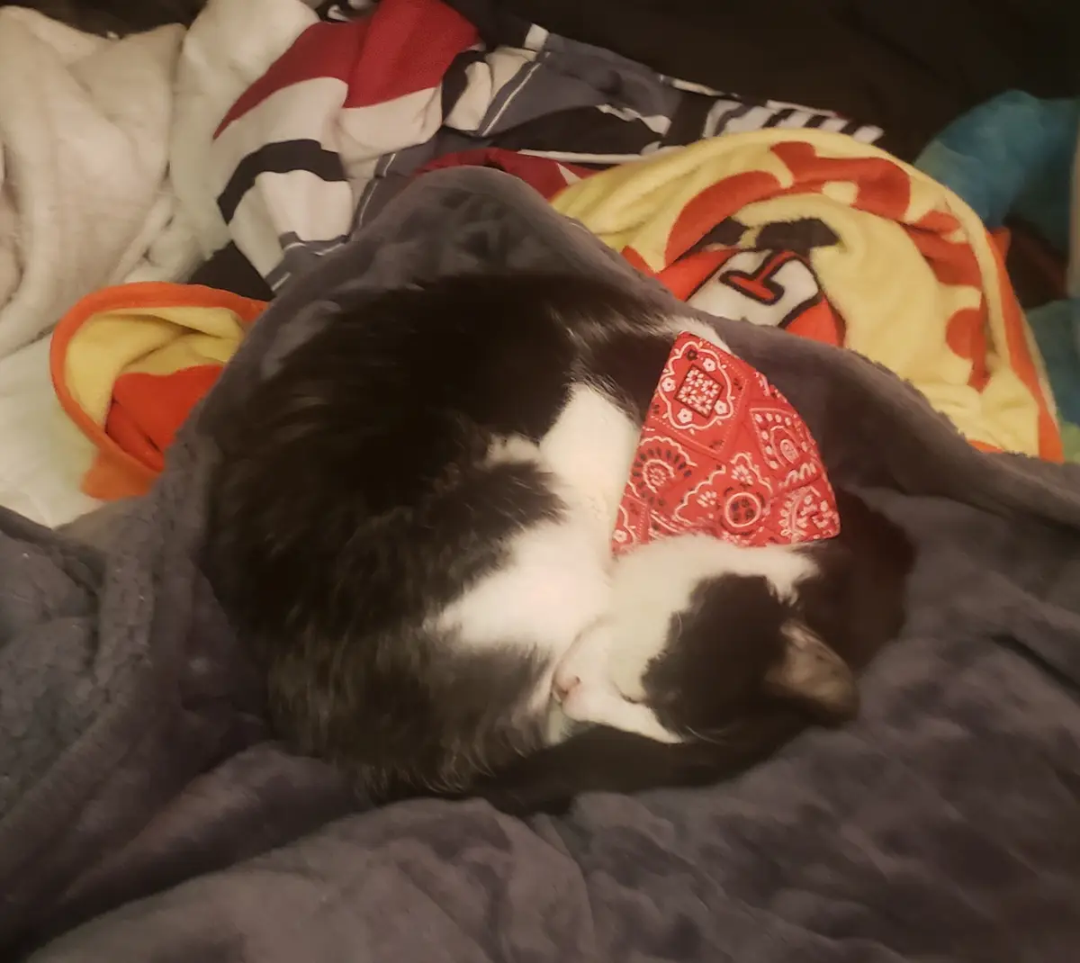 A black and white cat is curled up sleeping on a dark gray blanket, wearing a red bandana with white paisley patterns…