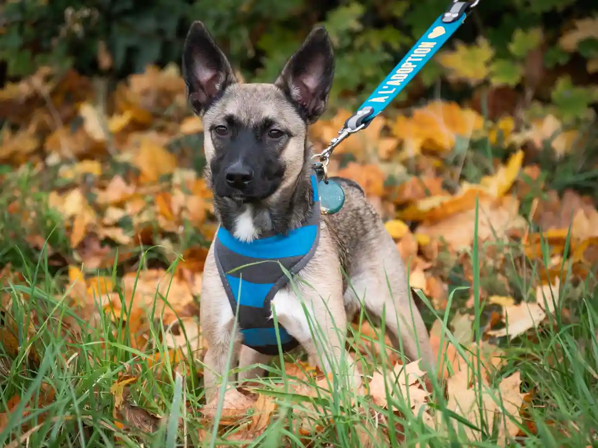 A young dog with pointed ears and a black-and-tan coat sits in grass and fallen autumn leaves, wearing a blue and black…