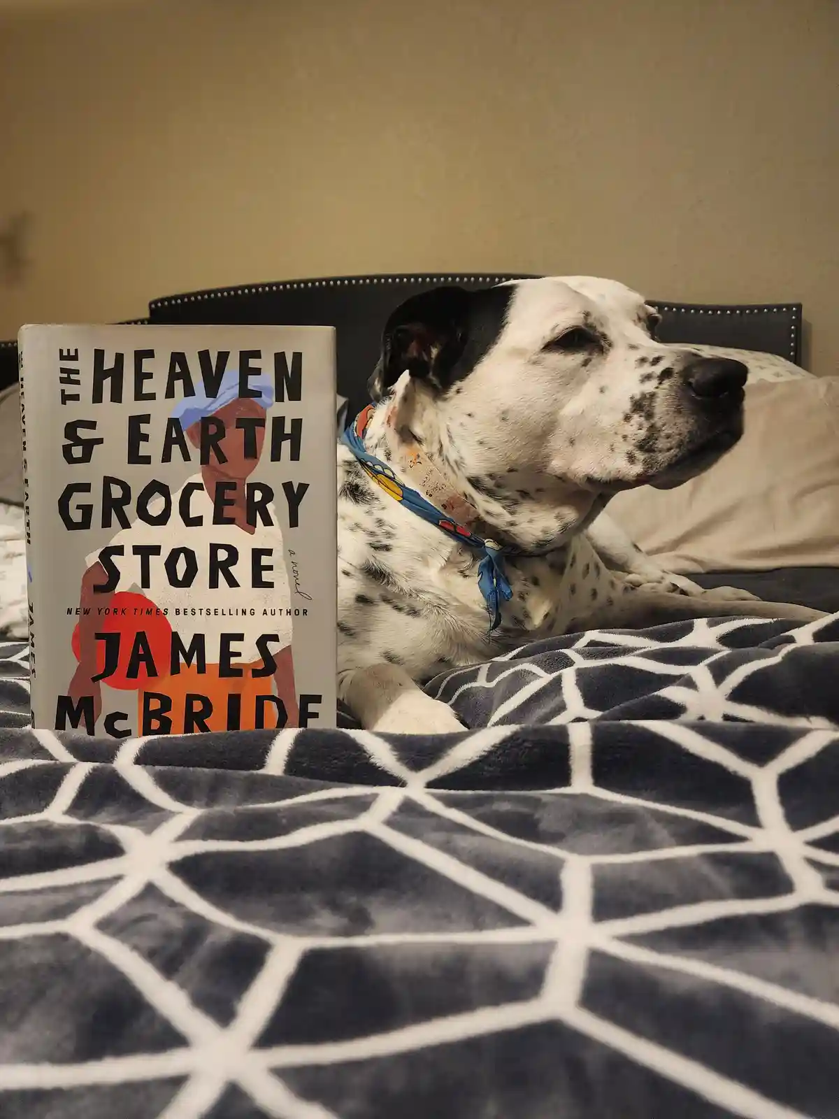 A black-and-white spotted dog wearing a colorful bandana lies on a bed with a geometric-patterned blanket, next to a…