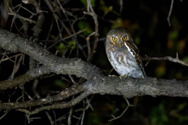A small owl with bright yellow eyes perched on a thick tree branch at night, surrounded by dark foliage. The image has text…