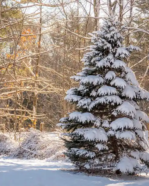 A snow-covered evergreen tree stands in a winter forest, its branches heavily laden with white snow, surrounded by bare…