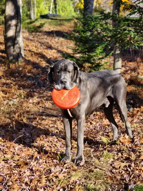 Frisbee Fanatic: This Pup Loves to Carry His Favorite Toy!
