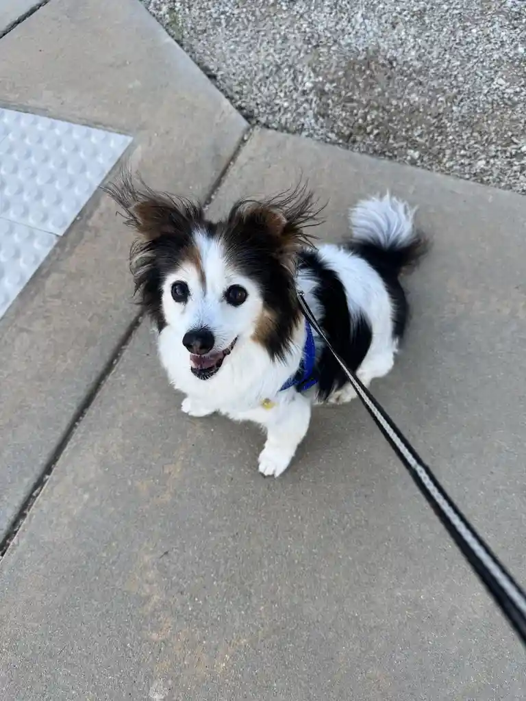 Daily Dose of Cuteness: Meet My Dog Panko