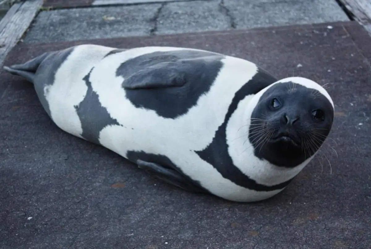 a seal with black and white patches resembling a dairy cow lies on a dark surface, looking upward with a calm expression…