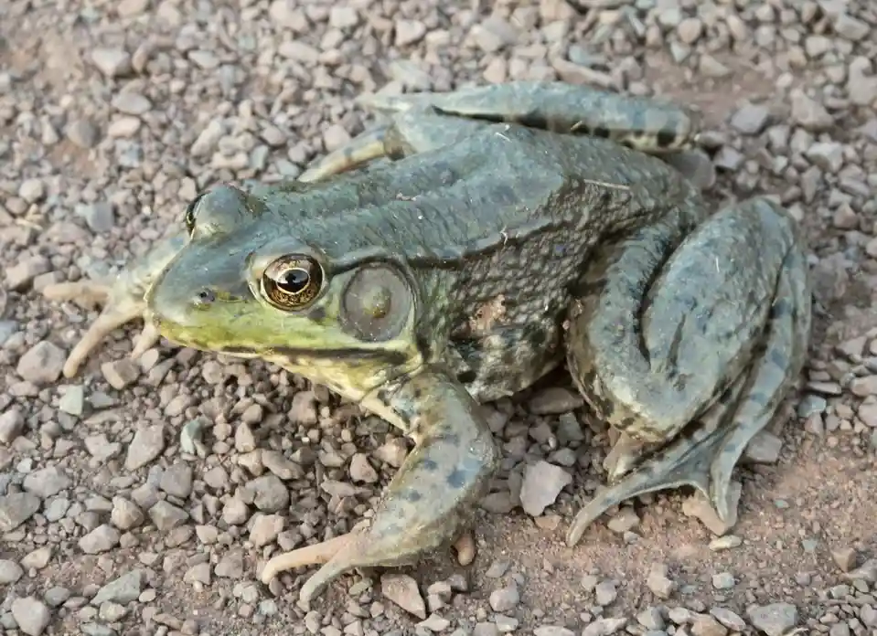 A close-up photo of a large, greenish-brown frog with prominent eyes and textured skin, sitting on a gravelly surface. The…