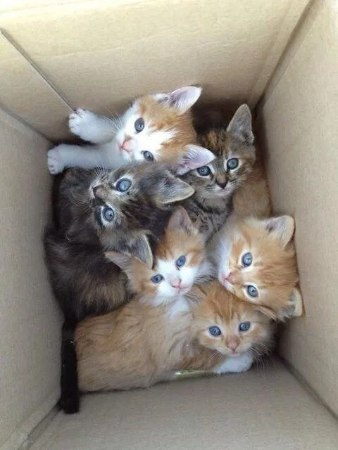 A cardboard box filled with seven small kittens of various colors and patterns, all huddled together and looking out with…