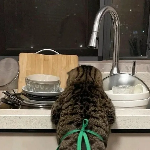 A tabby cat wearing a green apron stands at a kitchen sink, facing away from the camera, seemingly observing a pile of…