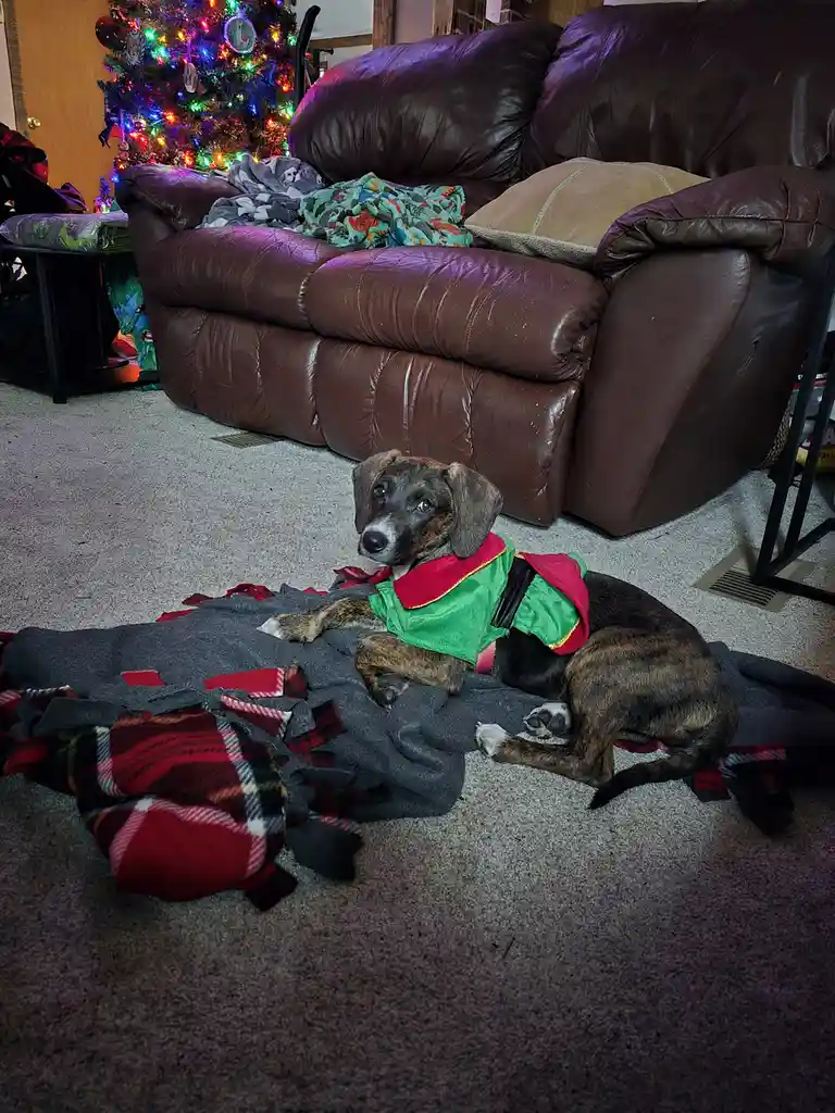 A brindle dog wearing a green and red elf costume lies on a plaid blanket in a living room with a lit Christmas tree in the…