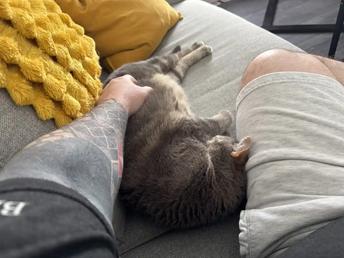 A person with a tattooed arm is petting a gray tabby cat that is sleeping soundly on their lap while lying on a gray couch…
