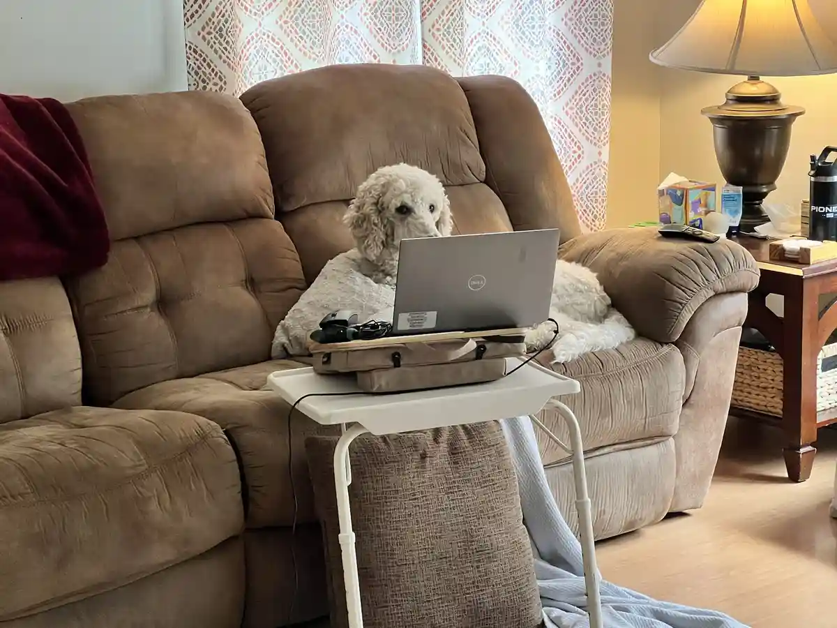 A fluffy white poodle sits upright on a brown couch, draped in a grey blanket, looking intently at a silver Dell laptop…