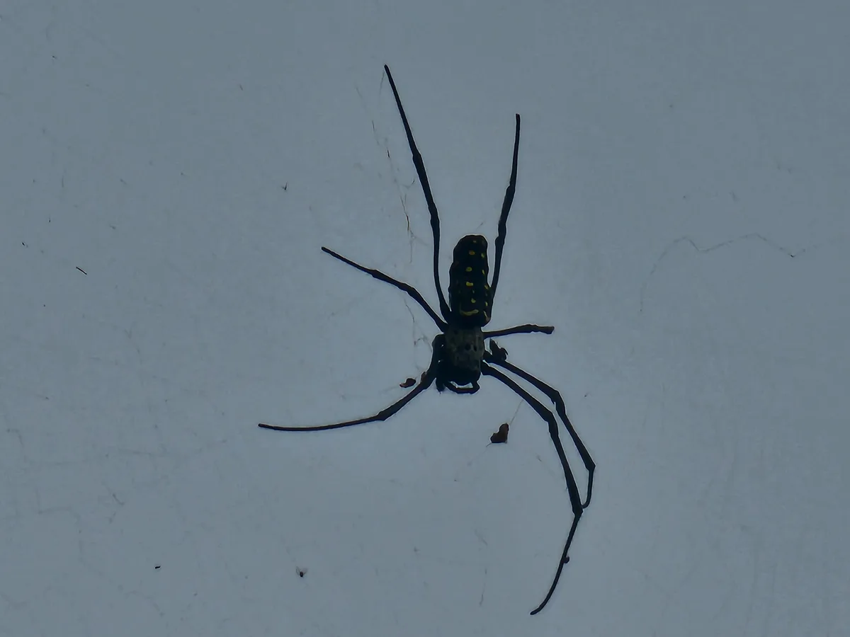 A large, dark spider with yellow spots on its abdomen is centered on a pale, textured wall, its long legs splayed out. The…