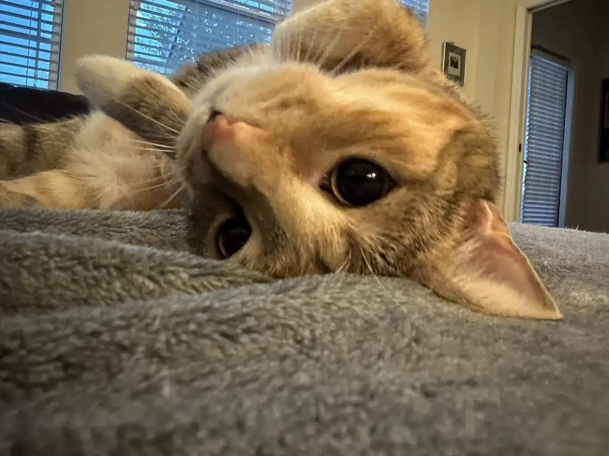 A close-up photo shows a ginger tabby cat lying on its back on a gray blanket, looking up with wide, innocent eyes. The…