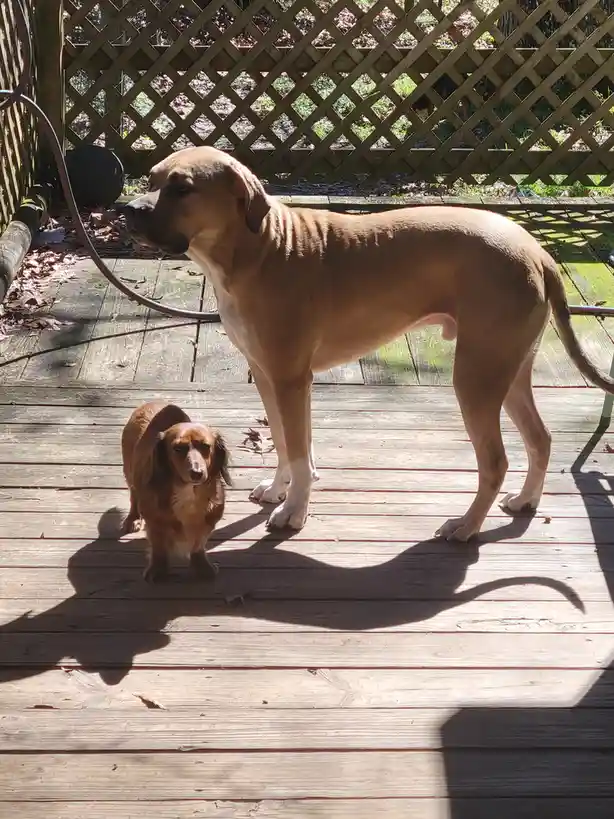 A large tan dog stands on a wooden deck next to a small dachshund, both looking toward the left. The large dog's shadow is…