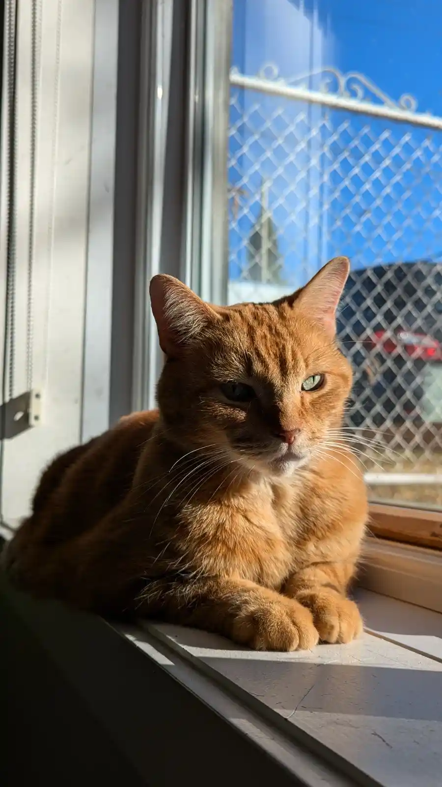 An orange tabby cat with green eyes is lounging on a windowsill, bathed in sunlight, looking directly at the camera with a…