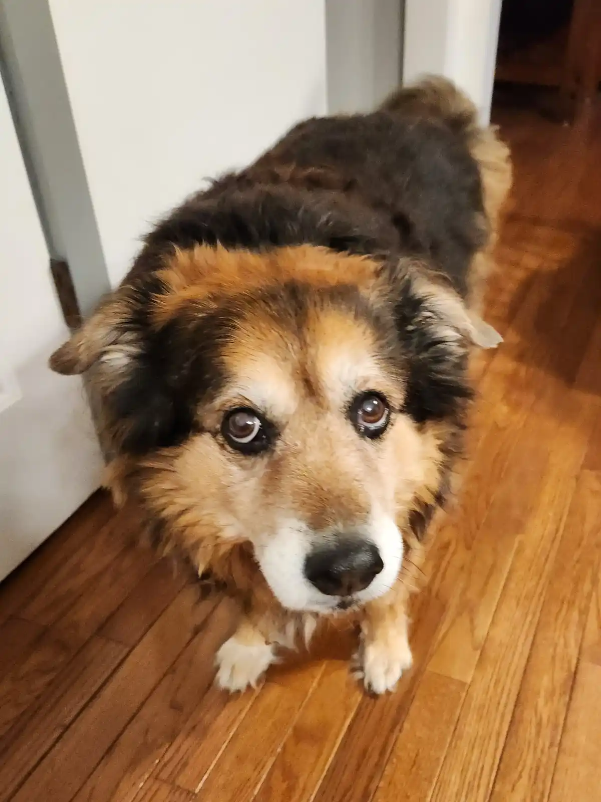 A fluffy, tri-color dog with large, expressive brown eyes looks up pleadingly at the camera from a wooden floor, its body…