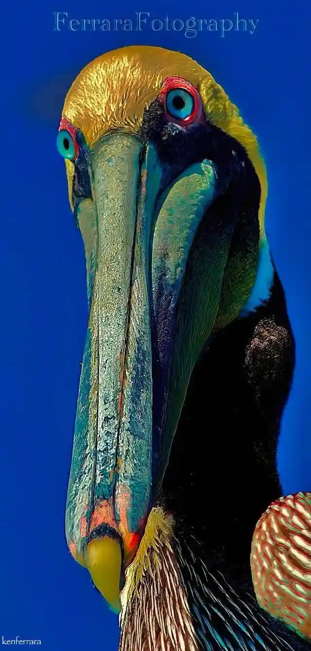 Majestic Pelican in Action