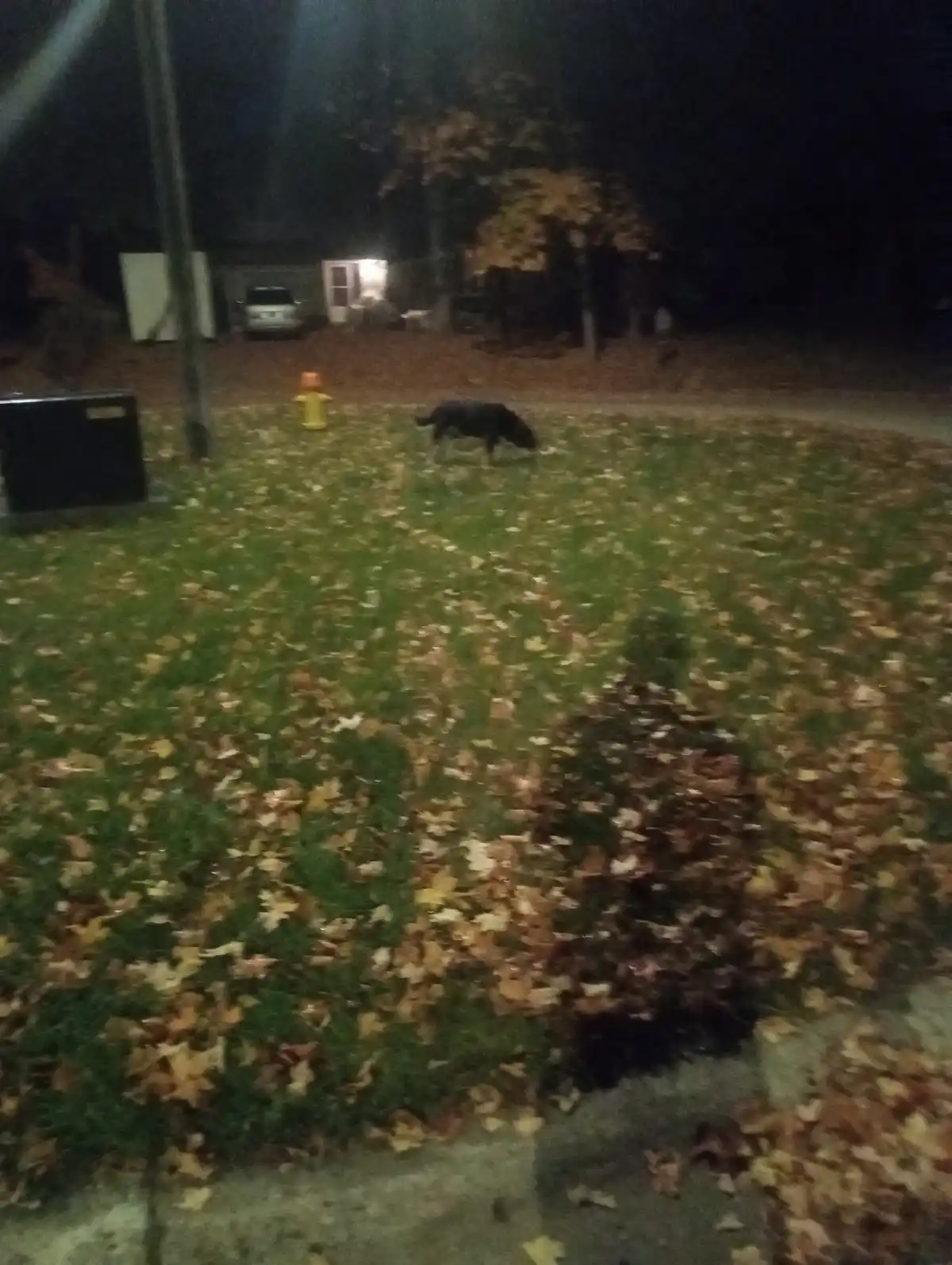 Just a Dog Being a Dog