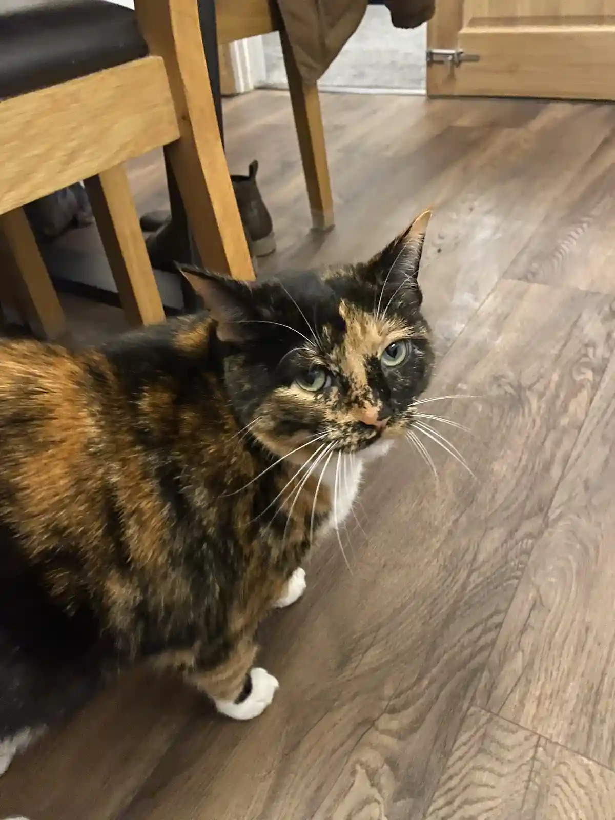 A calico cat with black, orange, and white fur stands on a wooden floor, looking up with a skeptical, unimpressed…