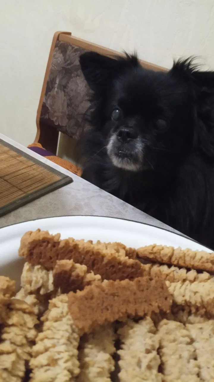 A small black dog with a white muzzle sits at a table, looking intently at a plate of golden-brown, textured cookies in the…