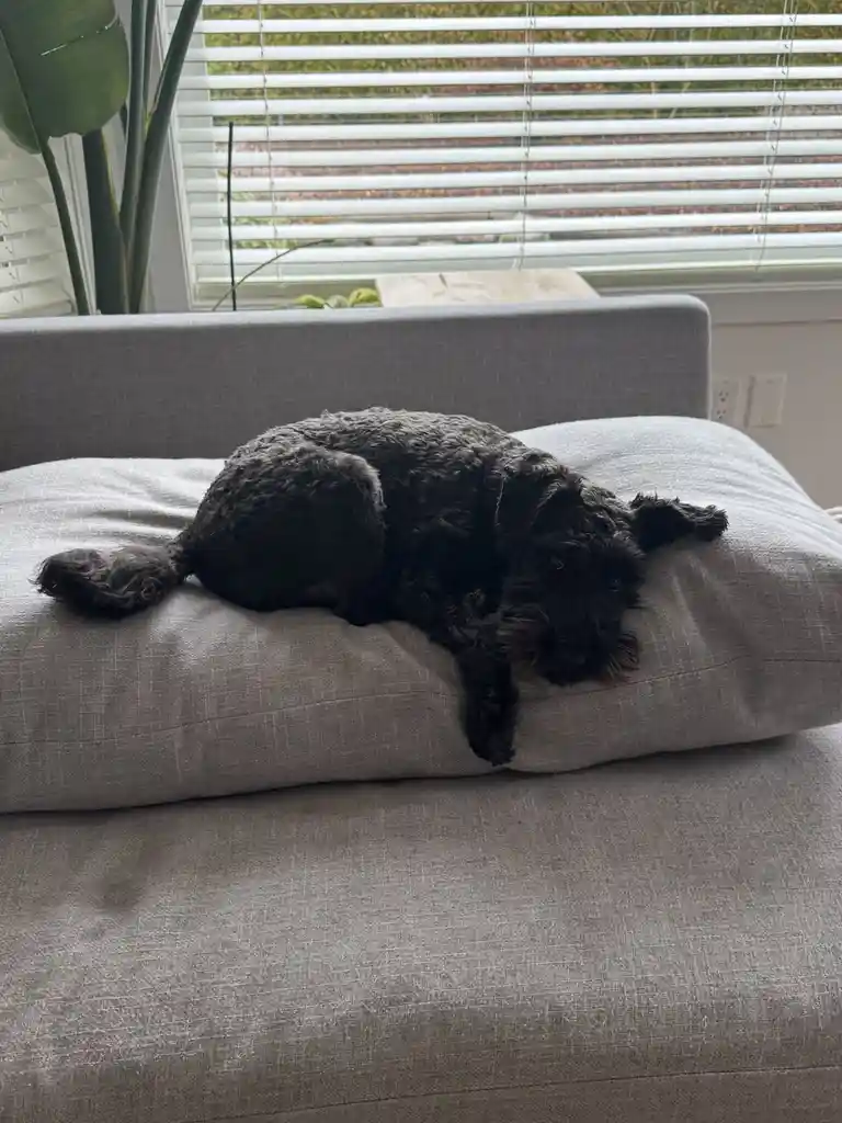 A black, curly-haired dog is lying on a gray couch cushion, looking sleepy and relaxed with one paw dangling. Behind it is a…