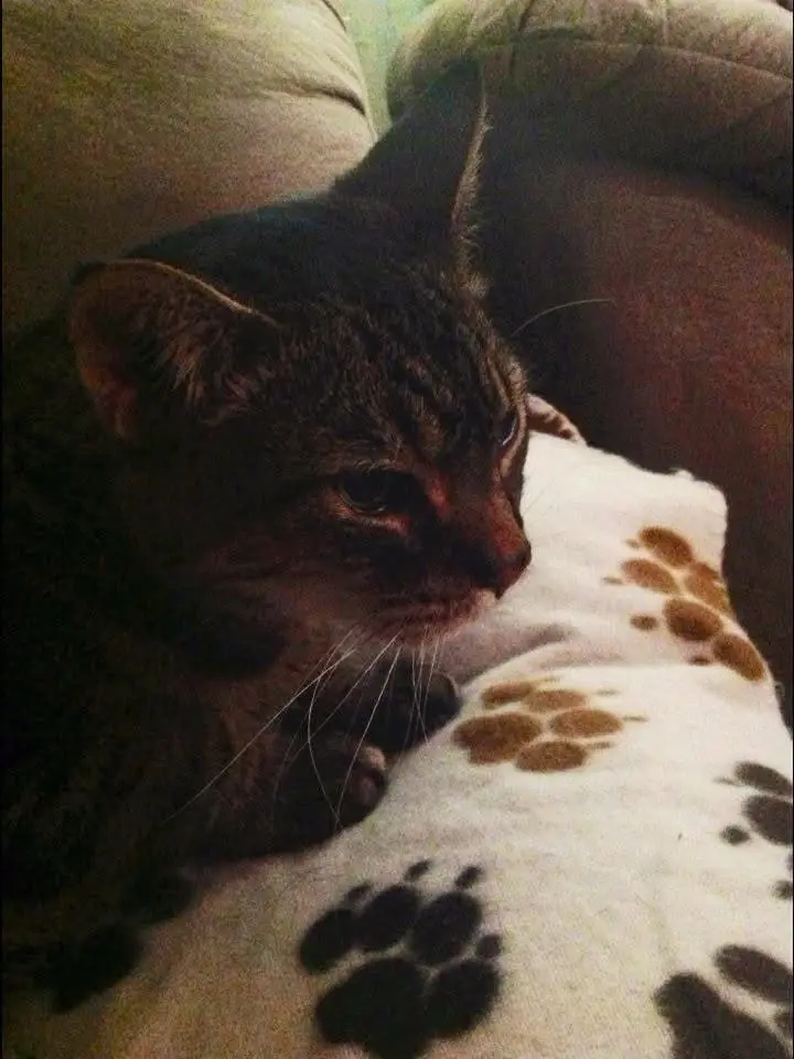 A dark tabby cat with a serious, slightly annoyed expression rests on a white blanket adorned with black and brown paw print…