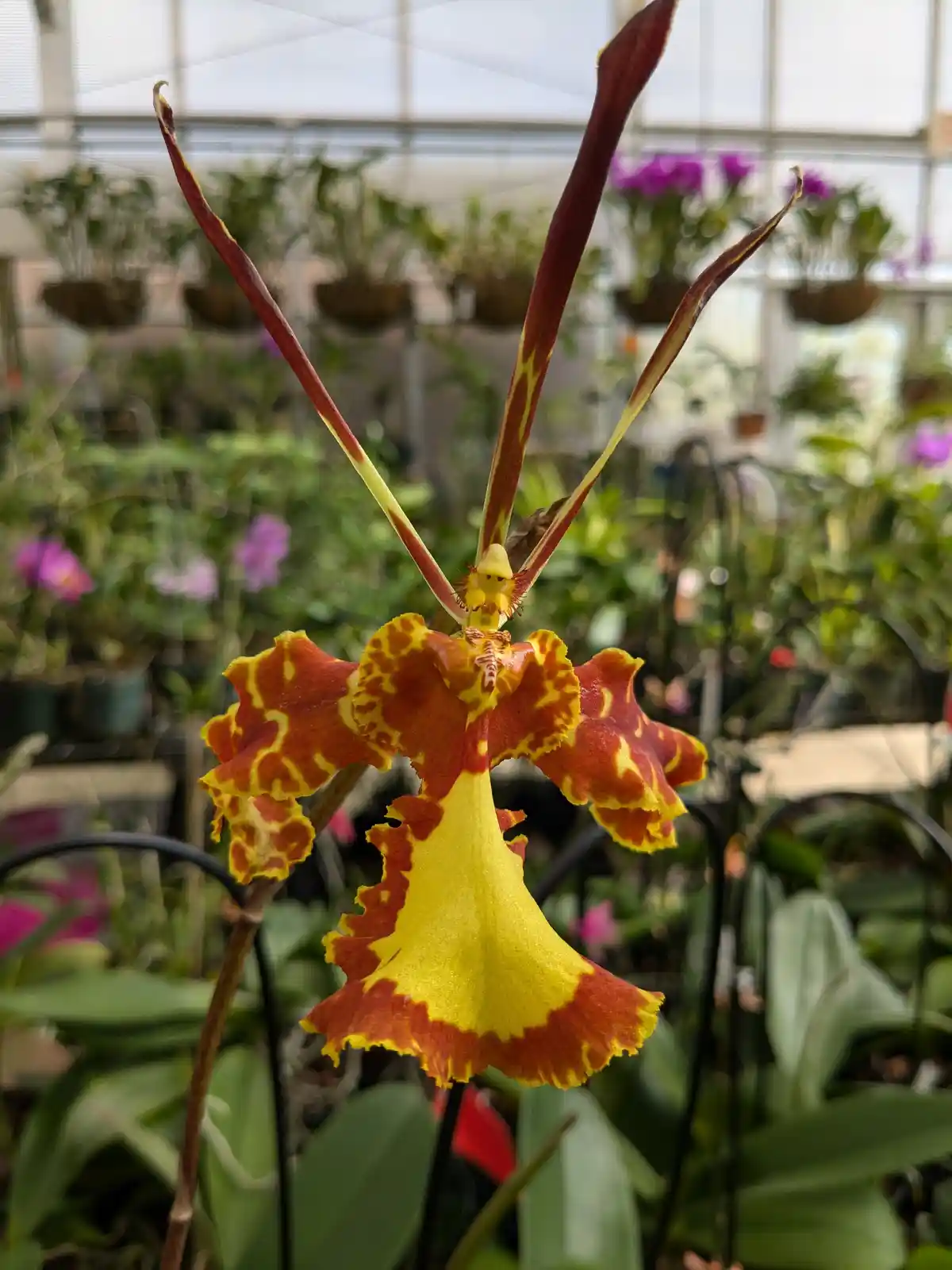 a close-up photo of a vibrant yellow and red orchid with long, thin, upward-pointing petals resembling arms or antennae, set…