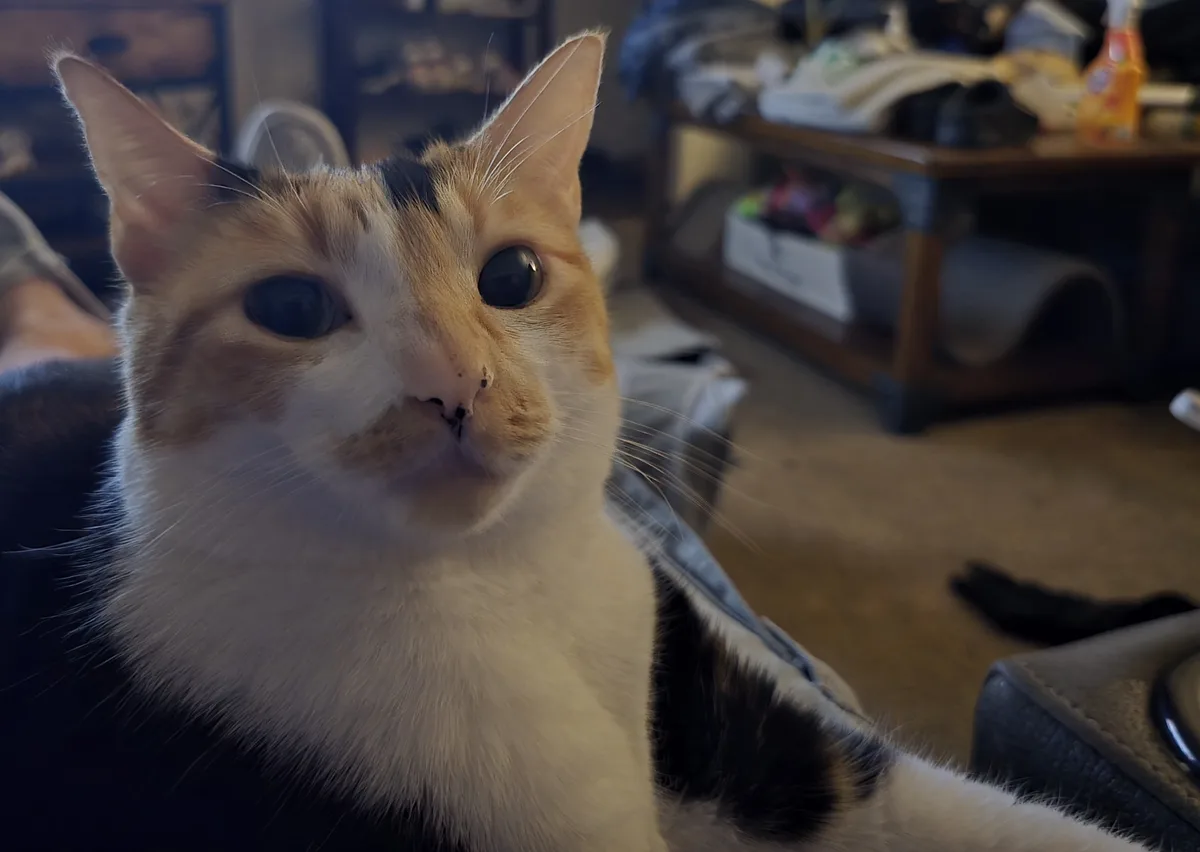 A close-up photo of a calico cat with wide, unblinking eyes staring directly at the camera, its face filling most of the…