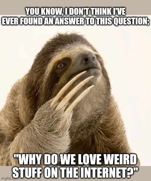 A close-up photo of a sloth looking upward with a thoughtful, slightly confused expression, its left hand raised with claws…