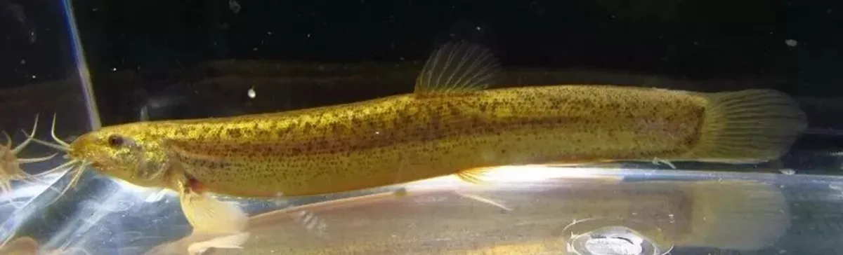 A yellowish, spotted catfish with prominent whiskers swims in an aquarium, overlaid with the text 'i'm not a catfish, i'm a…