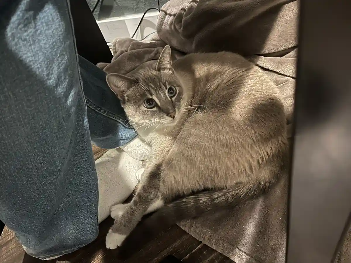 A grey cat with blue eyes is curled up on a brown blanket next to a person wearing blue jeans, looking directly at the…