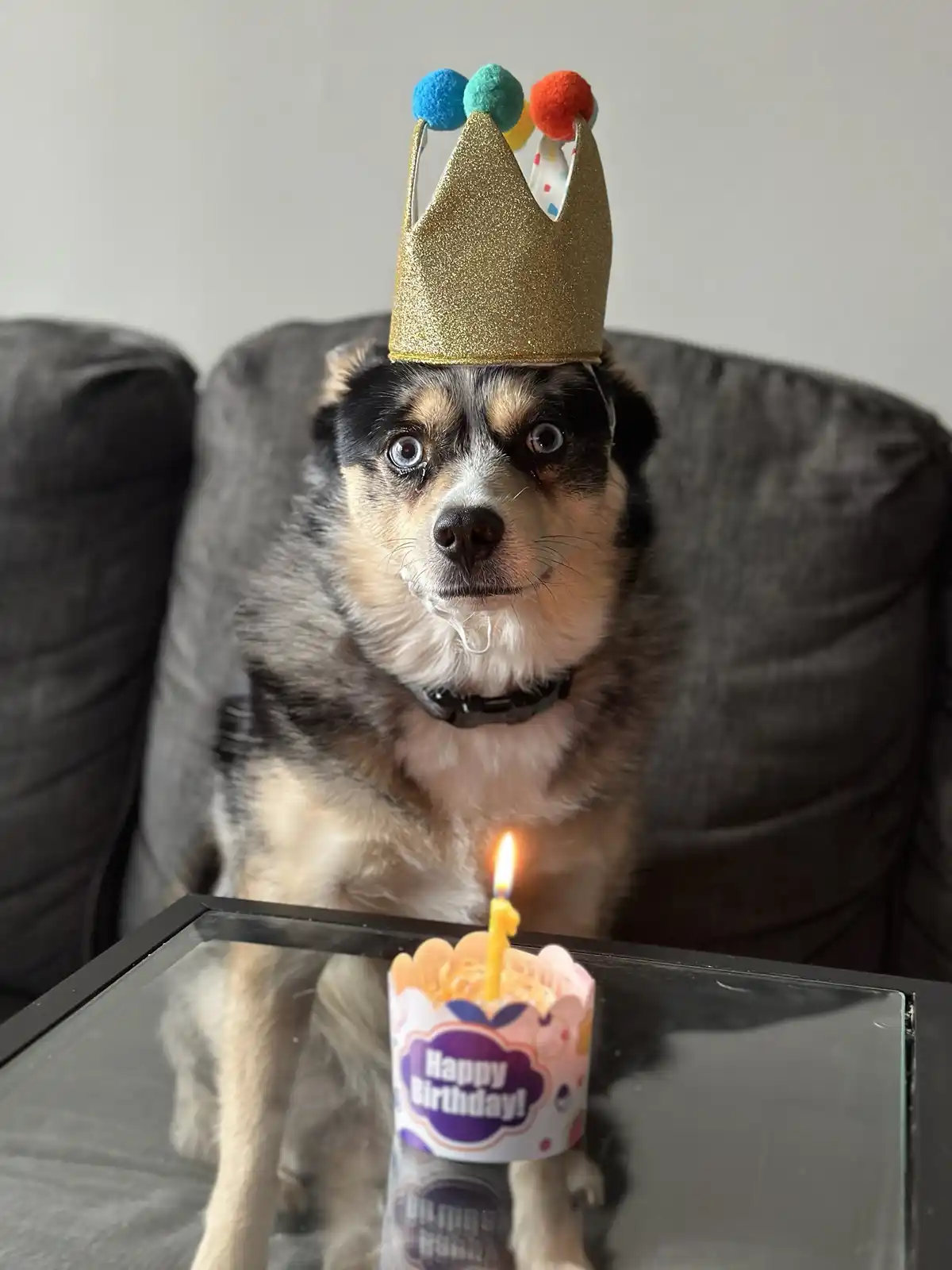 A dog with heterochromia (one blue eye, one brown eye) sits on a dark couch wearing a glittery gold birthday crown topped…