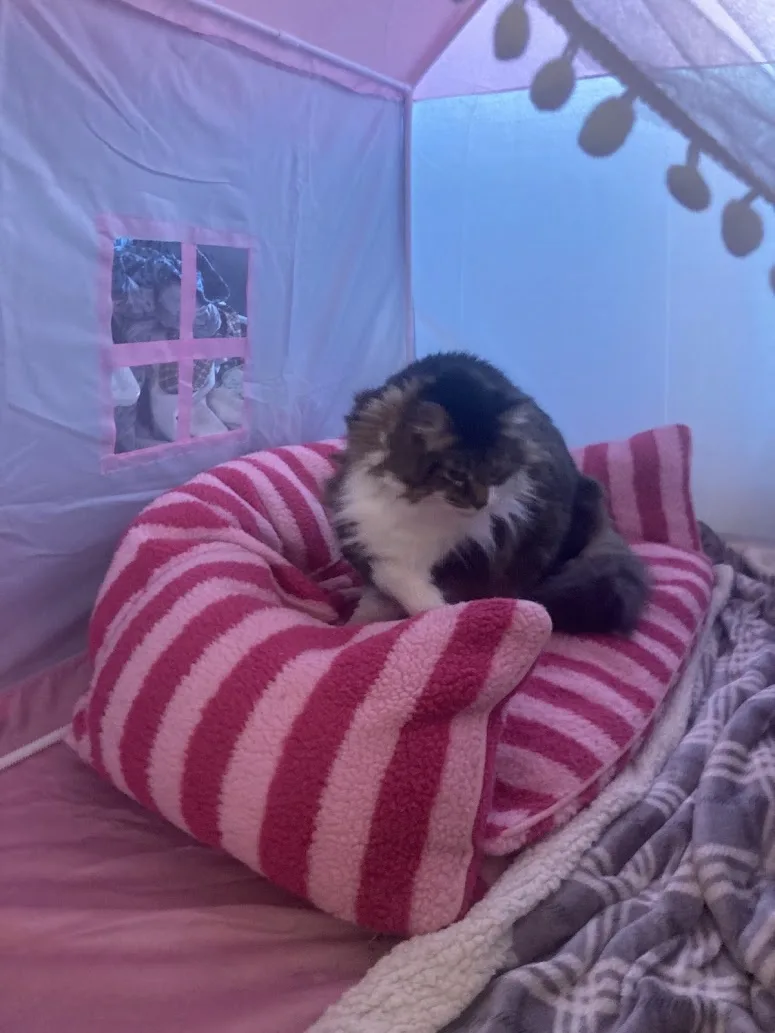 A fluffy, long-haired cat with dark and white fur sits curled up on a pink and white striped, plush, beanbag-style pillow…