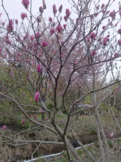 A photo of a magnolia tree with many pink buds and flowers blooming on bare branches against a gray sky, with green foliage…