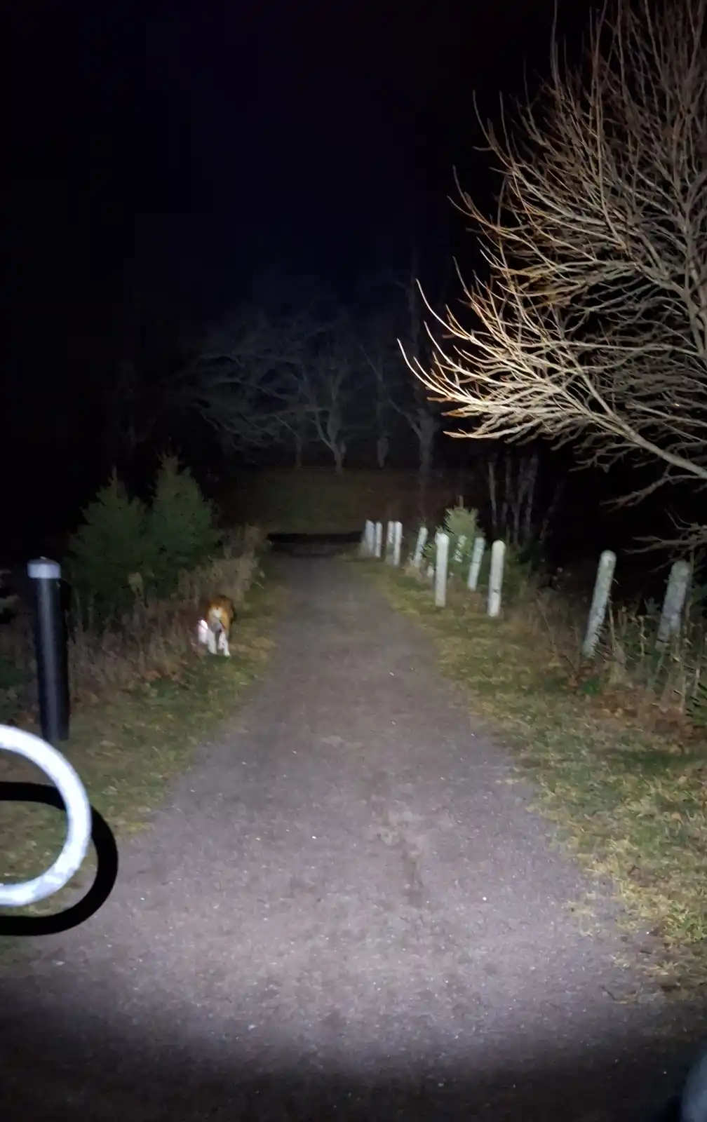 A nighttime photo taken from a first-person perspective shows a narrow dirt path illuminated by a flashlight. On the left…