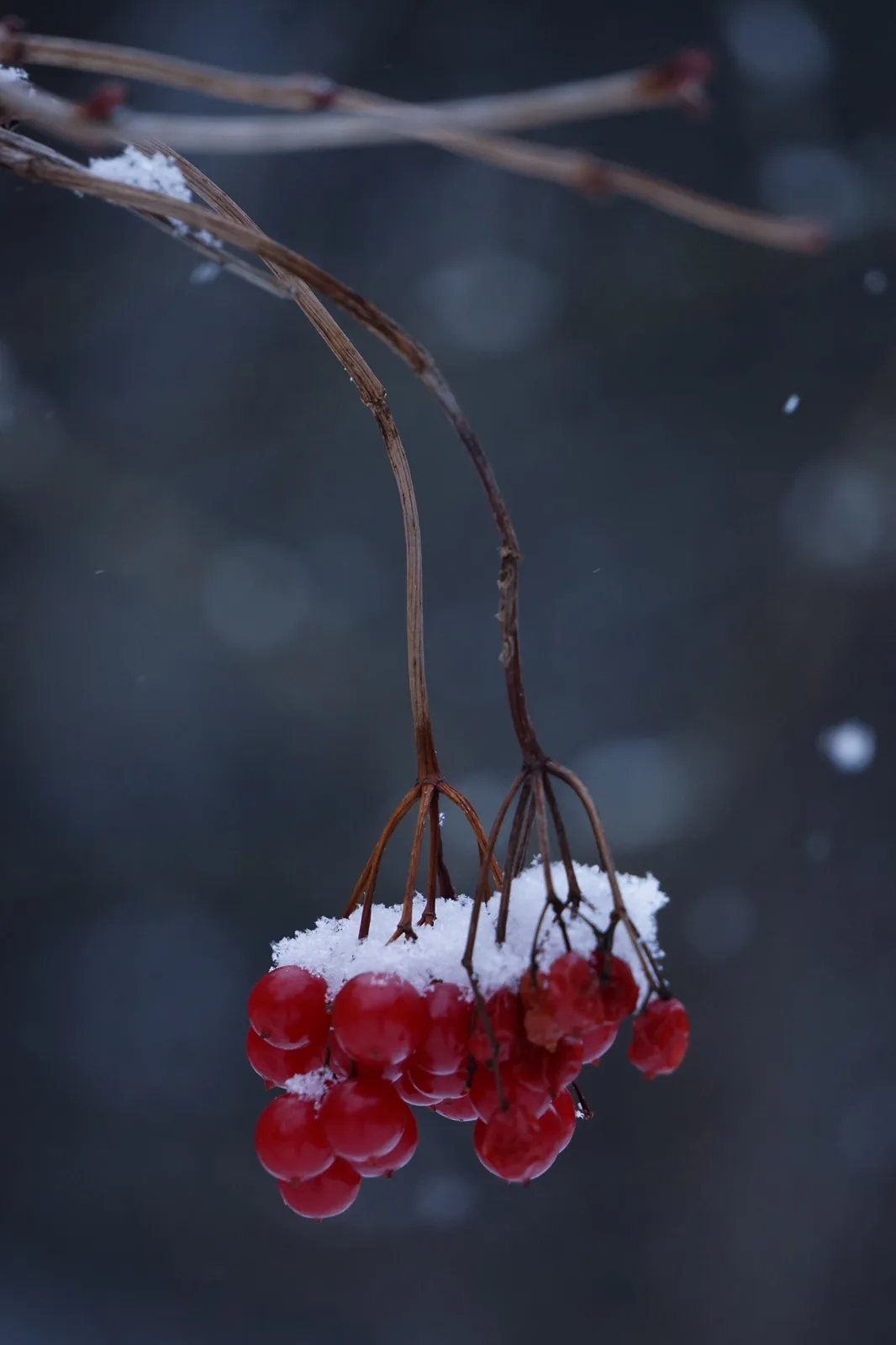 Charming Winter Scenes from Vermont