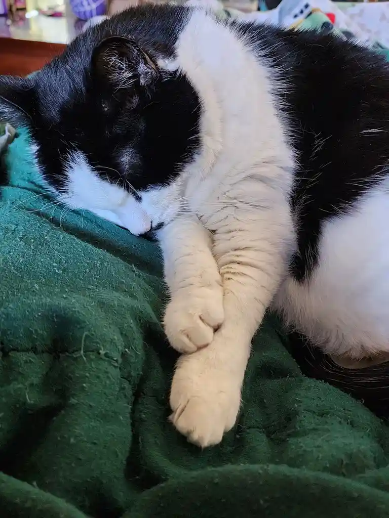 A black and white cat is curled up asleep on a green blanket, with its front paws clasped together in a relaxed, almost…