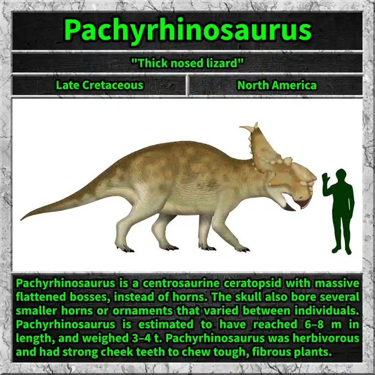 The image displays a digital illustration of a Pachyrhinosaurus dinosaur, a large herbivorous ceratopsid with massive…