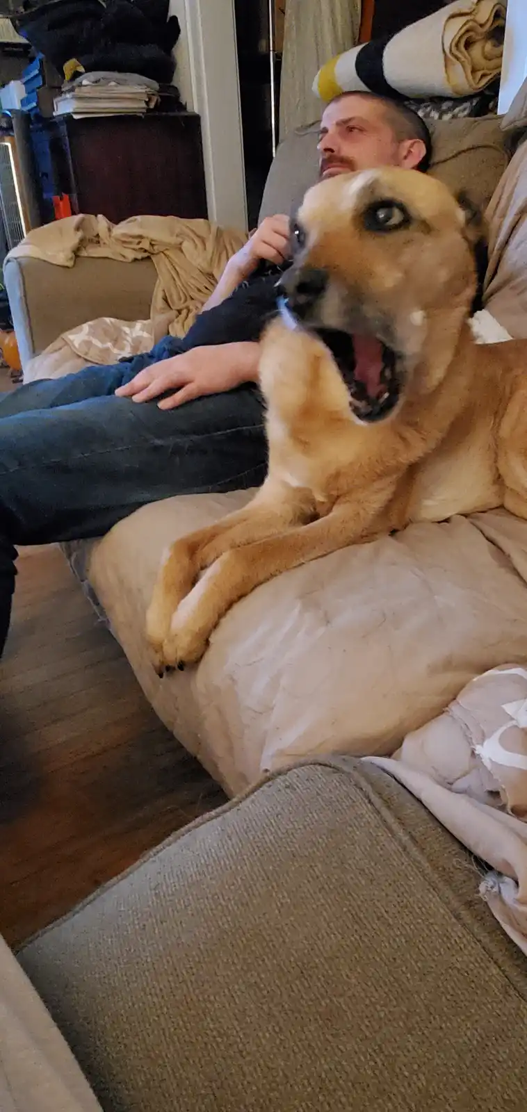 A tan dog with wide, startled eyes and its mouth open in a yawn or bark sits on a beige couch, partially obscuring a man in…