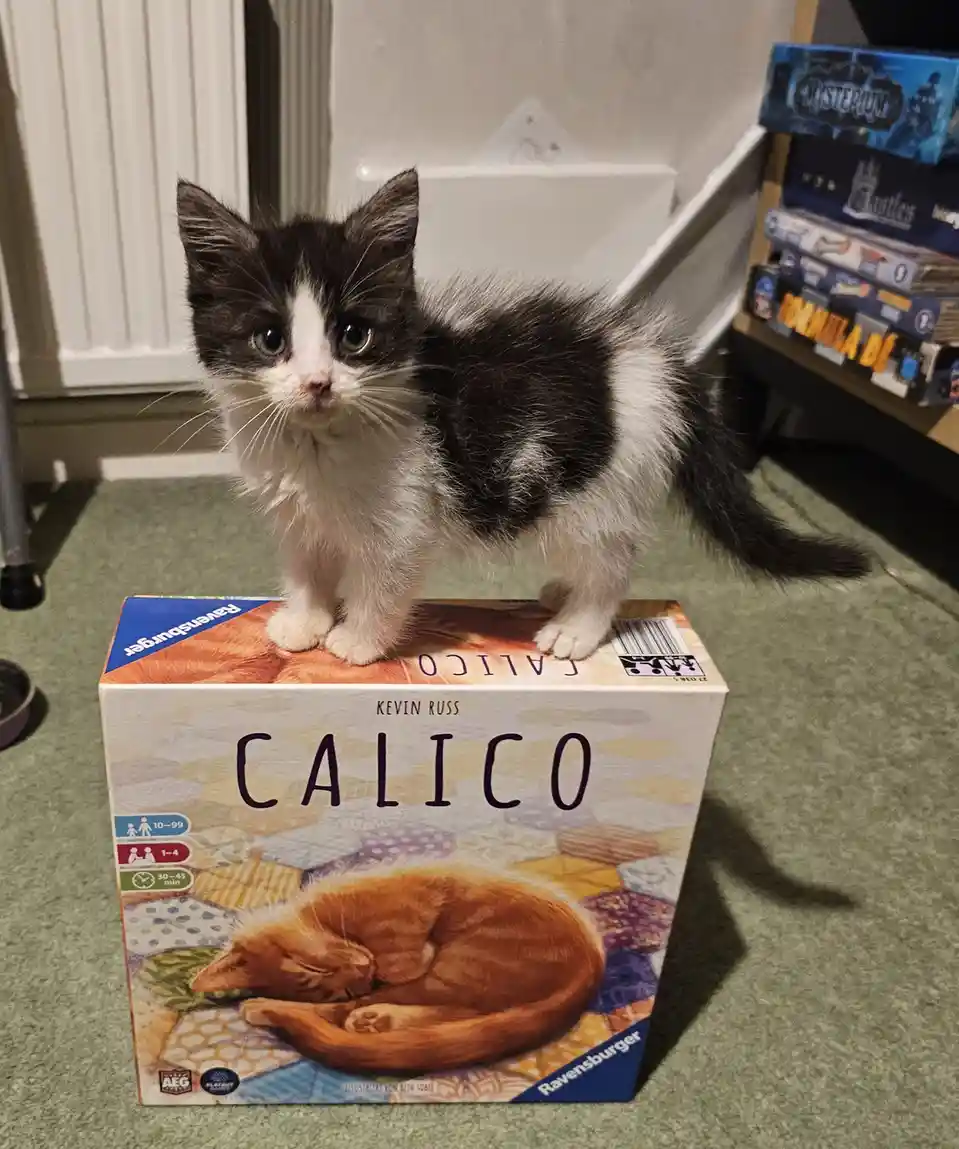 A small black-and-white kitten stands atop a board game box titled 'CALICO' by Kevin Russ, published by Ravensburger. The…