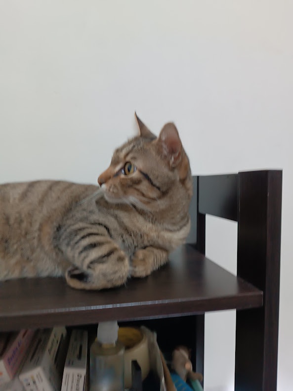 Another adorable cat moment.