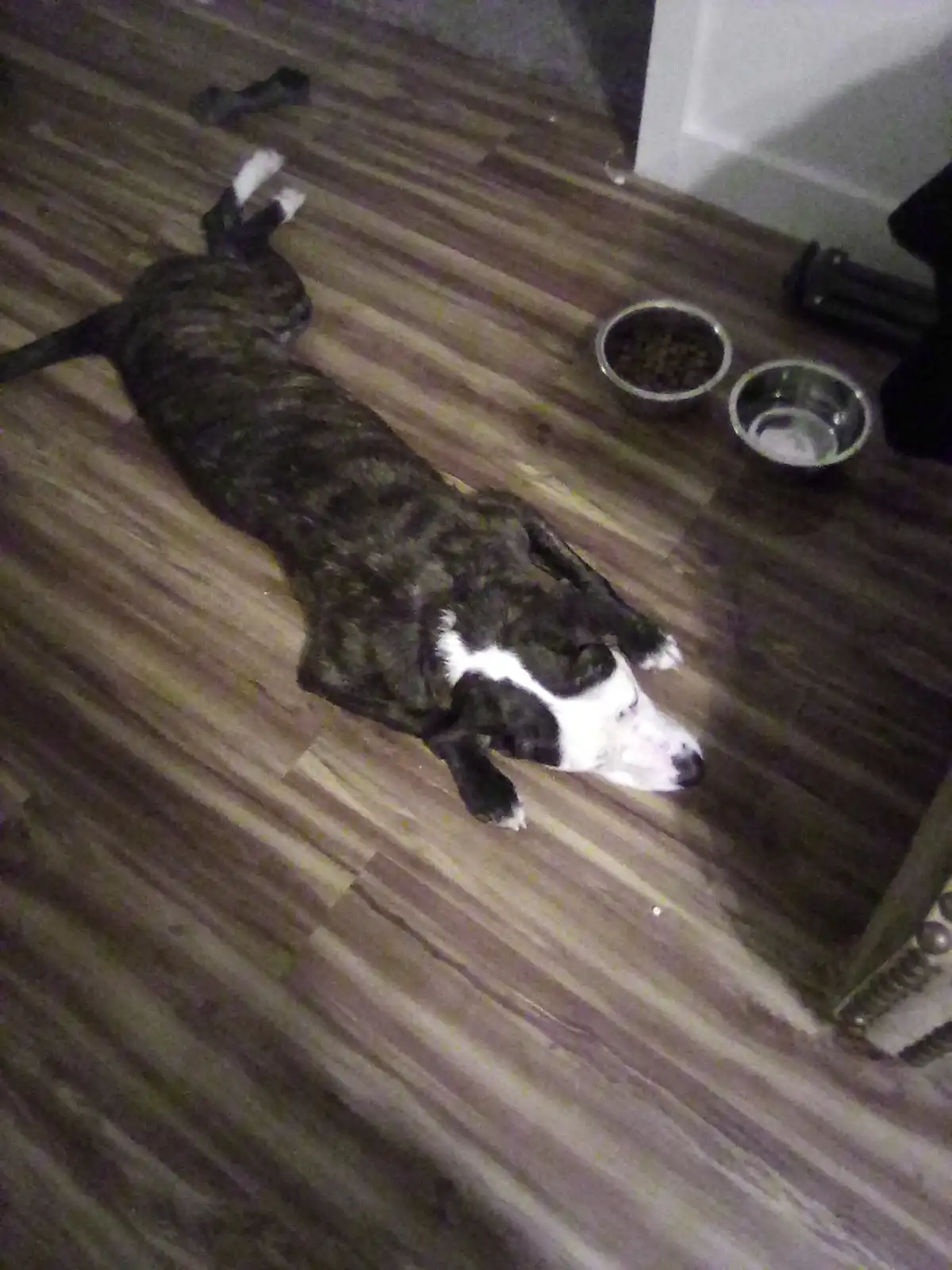 A black and white brindle dog lies sprawled on its side on a wooden floor, appearing deeply relaxed or asleep, with its paws…