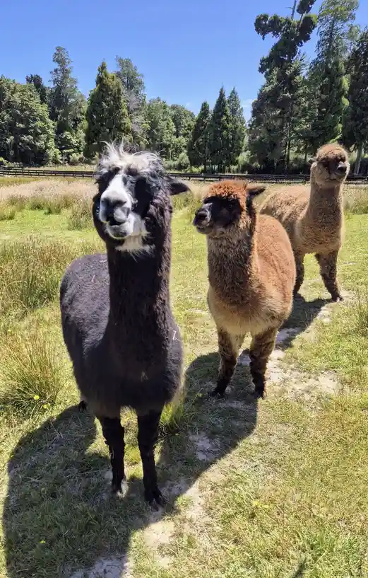 Three alpacas stand in a grassy field under a clear blue sky with trees in the background. The alpaca in the foreground has…