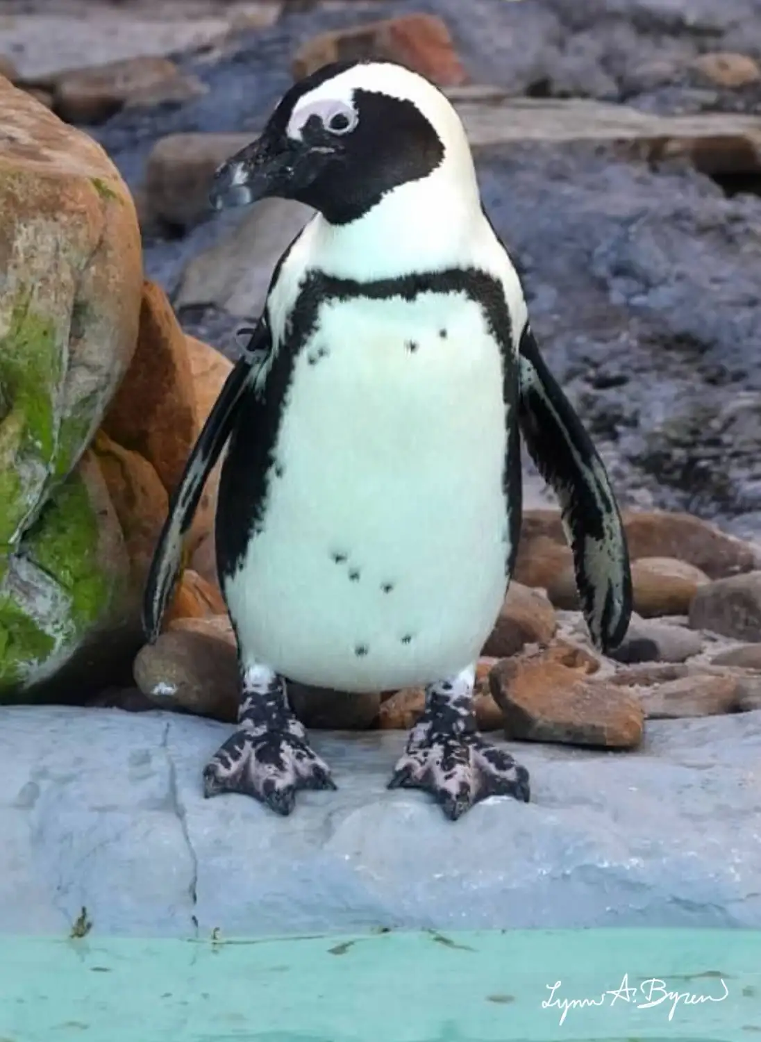 Adorable Penguin Moments That Melt Your Heart
