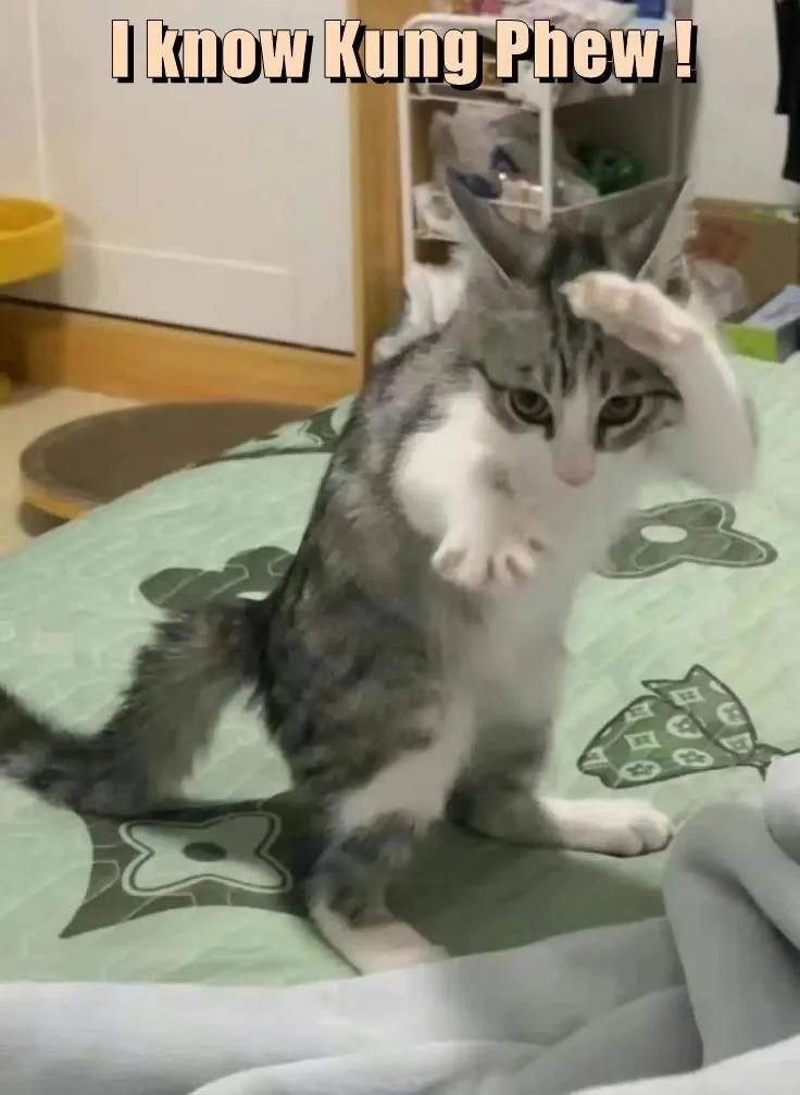 A gray and white tabby cat sits upright on a green patterned bedspread, one paw raised to its forehead in a salute-like…