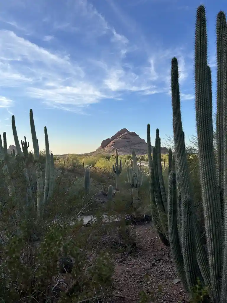 Breathtaking Phoenix Sunset Captured