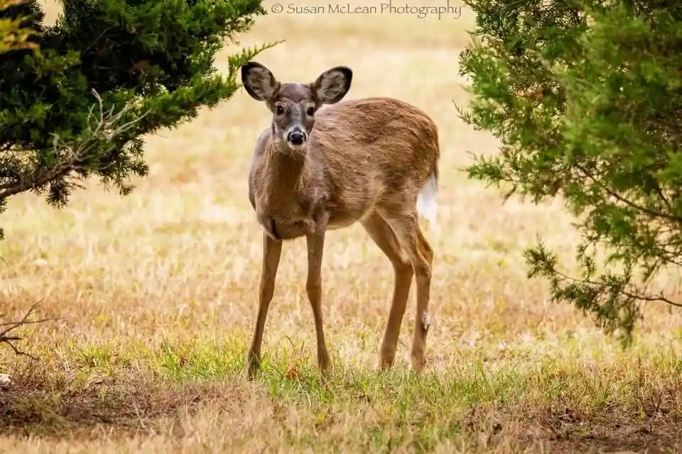 A young deer stands in a field of dry grass between two evergreen trees, looking directly at the camera with wide, alert…