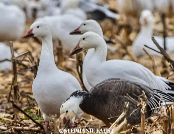 A photograph of several white snow geese standing in a field of dry stalks, with one dark gray goose in the foreground. The…